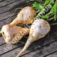 Пастернак Альбіон круглий 1 г Gl Seeds