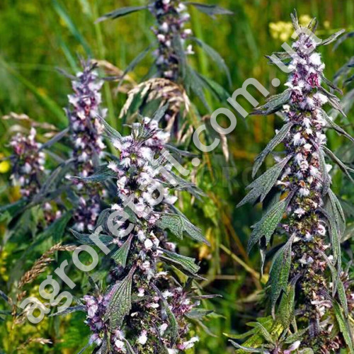Пустырник Сердечко 0.1 г Gl Seeds