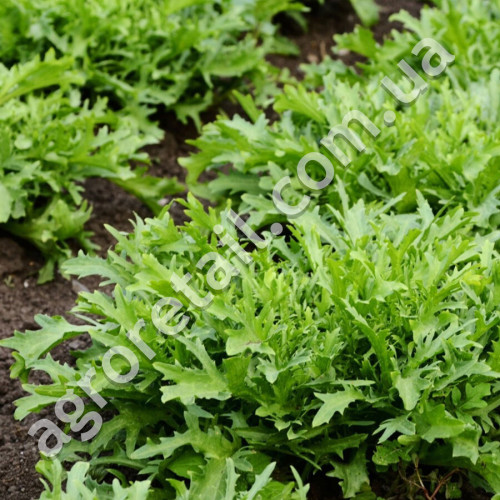 Рукола Делікатесна 10 г Gl Seeds
