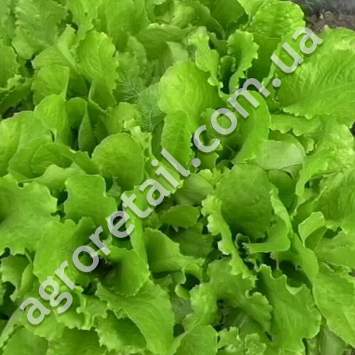 Салат 4 Сезони 5 г Gl Seeds