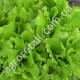 Салат 4 Сезони 5 г Gl Seeds