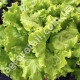 Салат Азарт 1 г Gl Seeds
