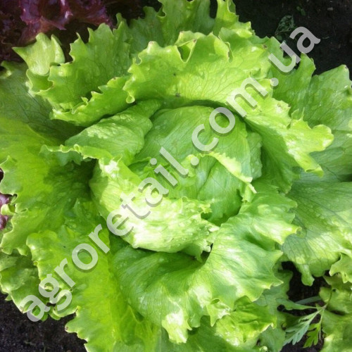 Салат Адріатика 1 г Gl Seeds