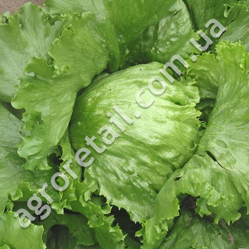 Салат качанний Айсберг 1 г Gl Seeds