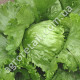 Салат качанний Айсберг 1 г Gl Seeds