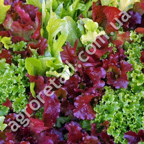 Салат Бебі-mix Фреш 5 г Gl Seeds