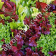 Салат Бебі-mix Фреш 5 г Gl Seeds