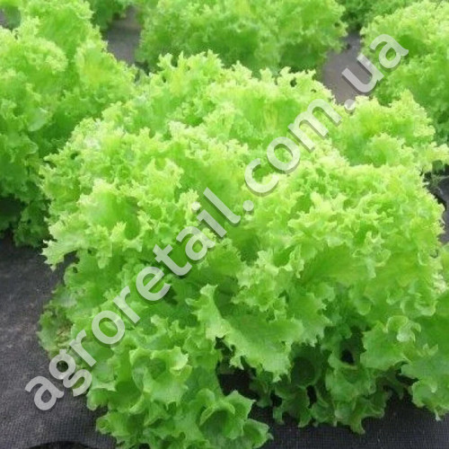 Салат Гранд рапідс 1 г Gl Seeds