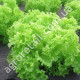 Салат Гранд рапідс 1 г Gl Seeds