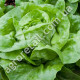 Салат Єва качанний 1 г  Gl Seeds