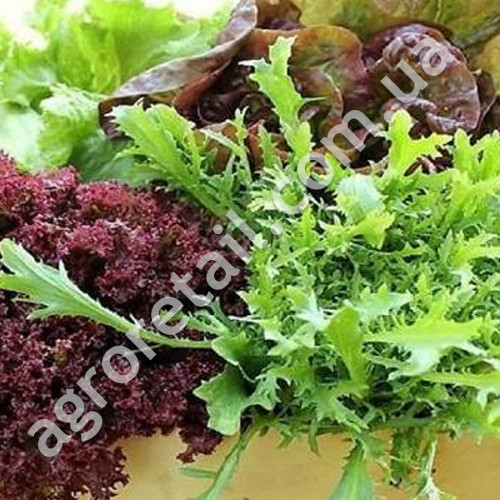 Салат Італійський смак 5 г Gl Seeds