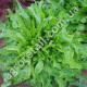 Салат Каталонія 1 г  Gl Seeds