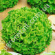 Салат  Кучерявець одеський 10 г Gl Seeds