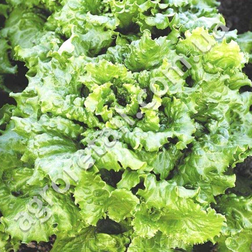 Салат Кучерявець одеський 1 г Gl Seeds