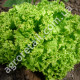 Салат Лолло Біонда 1 г Gl Seeds