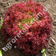 Салат Лолло Росса 5 г Gl Seeds