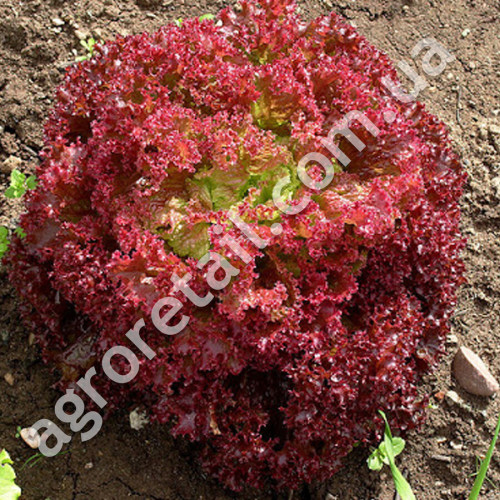 Салат Лолло Росса 1 г Gl Seeds