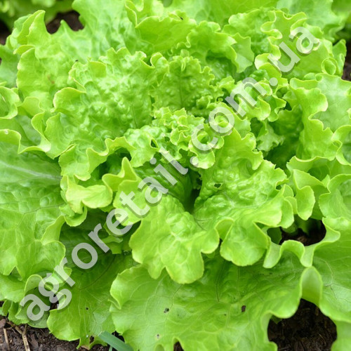 Салат Кришталевий 1 г Gl Seeds