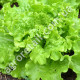 Салат Кришталевий 1 г Gl Seeds