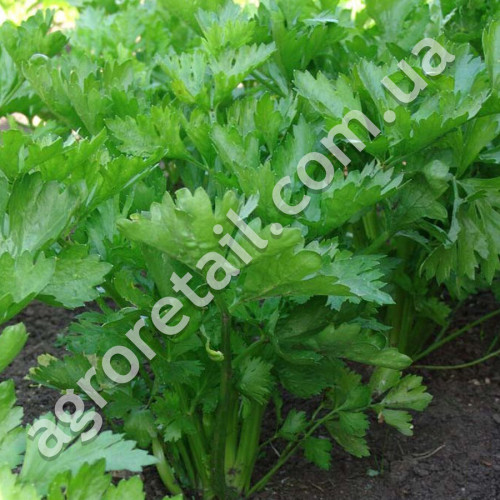 Селера Ніжна 1 г Gl Seeds