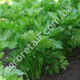 Селера Ніжна 1 г Gl Seeds