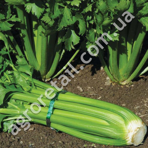 Селера Тріумф 1 г Gl Seeds