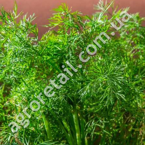 Кріп Кімнатний 3 г Gl Seeds