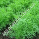 Кріп Скіф 20 г Gl Seeds