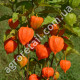 Физалис Кондитер 0.2 г Gl Seeds