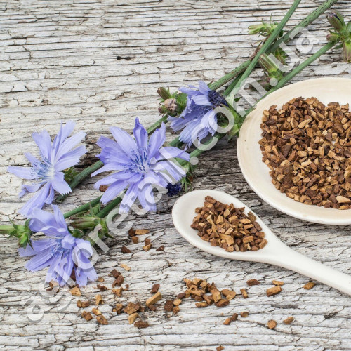 Цикорий Кофейный 0.25 г Gl Seeds