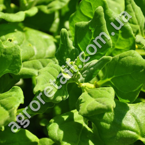 Шпинат Новозеландський 2 г Gl Seeds