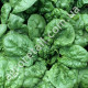 Шпинат Сігма Ліф 20 г Gl Seeds