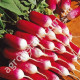 Редис 18 днів 3 г Gl Seeds