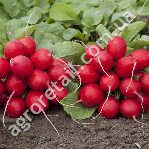 Редис Гравець 3 г Gl Seeds