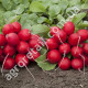 Редис Гравець 3 г Gl Seeds