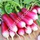 Редис Французький сніданок 20 г Gl Seeds