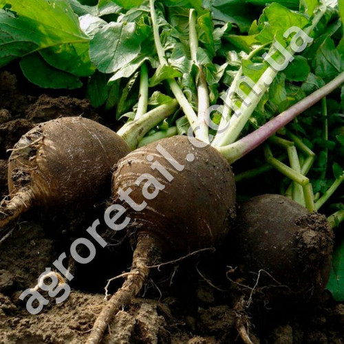 Редька зимова Чорна 3 г GL Seeds