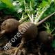 Редька зимова Чорна 3 г GL Seeds