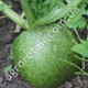 Редька Маргеланська 2 г Gl Seeds