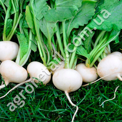 Редька біла Сударушка 3 г Gl Seeds