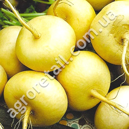Ріпа Петровська-1 1 г Gl Seeds
