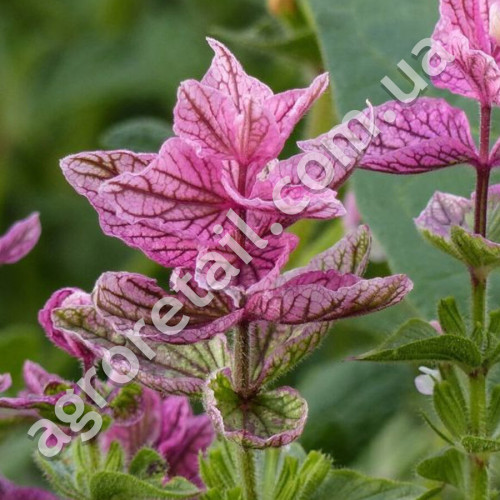 Сальвія Клариса 0.25 г Gl Seeds