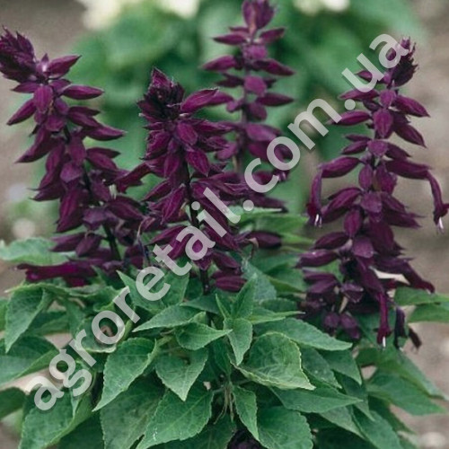 Сальвія Сенатор 0.2 г Gl Seeds