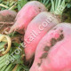 Буряк кормовий Київська рожева 20 г Gl Seeds