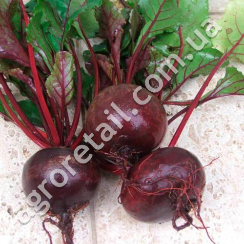 Свекла Мулатка 3 г Gl Seeds