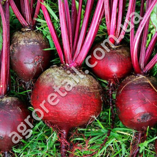 Свекла Негритенок 20 г Gl Seeds
