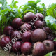 Свекла Несравненная A-463 20 г Gl Seeds