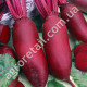 Свекла Торпедо 20 г Gl Seeds