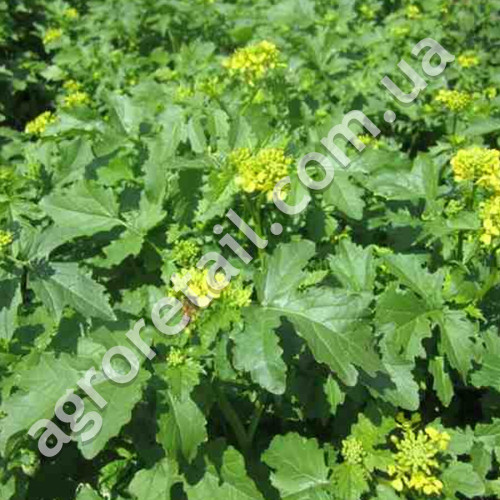 Сидерат 50 г Гірчиця біла Gl Seeds