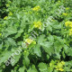 Сидерат 50 г Гірчиця біла Gl Seeds